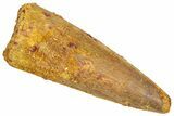 Fossil Spinosaurus Tooth - Real Dinosaur Tooth #366477-1